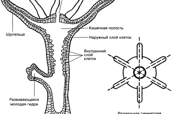 Купон кракен даркнет